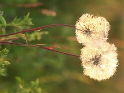 Back lit dandelions Stock Footage