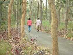 Seniors walking In Park Stock Footage