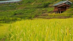 Scenery of rice field Stock Footage