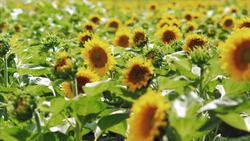 Biochemistry Instructional Video