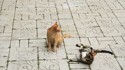 Cats Playing together Stock Footage