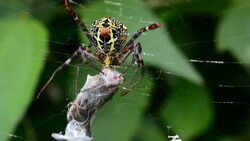 spider on web eating insect Stock Footage