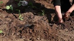 Farmer mixing compost with soil in planting hole Stock Footage