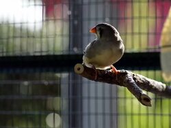 colorful bird in a cage Stock Footage