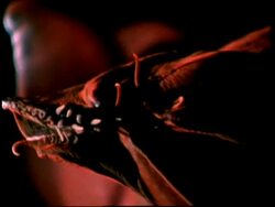 Vampire squid (Vampyroteuthis diabolus) Stock Footage