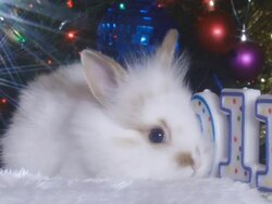new year and a rabbit Stock Footage