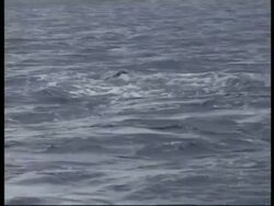 MS Humpback Whale (Megaptera novaeangliae) surfacing, Tail fluke rises as dives back down, Tonga Stock Footage