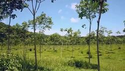 panning : young rubber tree garden in south of Thailand Stock Footage