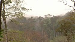 Fog drifts through a forest. Stock Footage