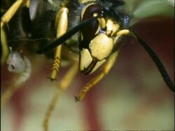 Wasp drowning in Sarracenia Pitcher Plant, with  Mosquito larvae, UK Stock Footage
