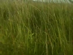 Close Up - Long grasses grow on an African savanna / Kenya Stock Footage
