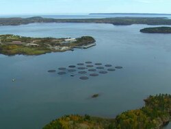 WS AERIAL View of Cobs cook bay fish farming in front of dock / Maine, United States Stock Footage