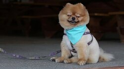 pomeranian dog smiling Stock Footage