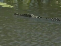 Crocodile in South Alligator River, Kakadu National Park, NT, Australia Stock Footage
