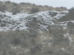 MS TS Group of Big Horn Sheep running on Snowy Mountain in snowing / Cody, Wyoming, United States Stock Footage