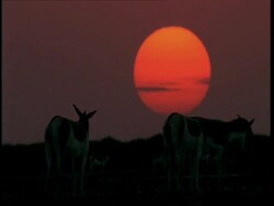 MS Small group of Wild Asses standing, large orange sun low in dusk sky, Gujarat, India Stock Footage