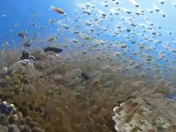 School of Golden Sweepers (Parapriacanthus ransonneti) and other reef fishes, Baa Atoll, The Maldives Stock Footage