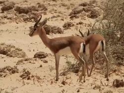  Dorcas Gazelle (Gazella dorcas) 2 adults in the desert Stock Footage