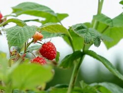 Raspberries in a shrub Stock Footage