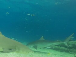 Tiger shark, Galeocerdo cuvier, leaves sugar wreck, Lemon shark, Negaprion brevirostris, swim Bahamas  Stock Footage