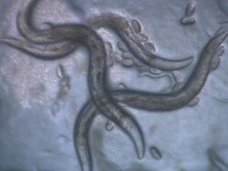 Adult Caenorhabditis elegans nematode with eggs Stock Footage