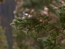 CU Shot of Cobwebs on pine needles / Yukon, Canada Stock Footage
