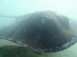 Eyewitness to the ocean's most graceful inhabitants Stock Footage
