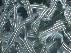 Striped eel catfish (Plotosus lineatus) young writhing around on sea bed, Southern Visayas, Philippines Stock Footage