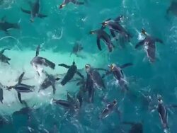 MS Shot of King Penguins, Aptenodytes patagonicus, swim over bulb nose of National Geographic Explorer / South Georgia, Island Antarctica, British Overseas Territory Stock Footage