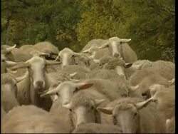 Organic farm rents out flock to city dwellers News Clip