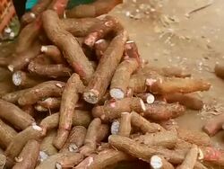 CU SLO MO Shot of basin full of cassava roots on ground / Luang Prabang, Laos Stock Footage