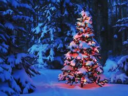Christmas tree glowing in forest Stock Footage
