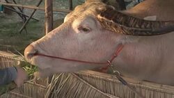People Feeding Murrah Buffalo Stock Footage