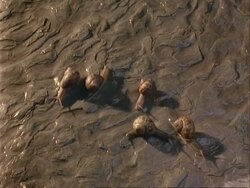 MS Time lapse group of snails on stone slab, all exit lower frame except one Stock Footage