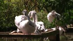 Pelicans on a pond at Birdland Park and Gardens News Clip