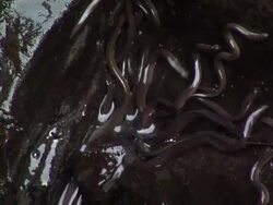 European eel elvers (Anguilla anguilla) migrating upstream, River Teifi, Wales Stock Footage