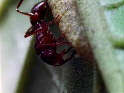 Croton, CU ant collects sugary secretion from caterpillar on croton leaf.  Panama. Stock Footage