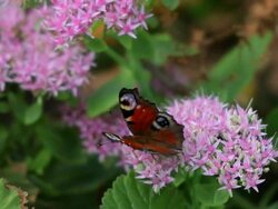 Peacock butterfly Stock Footage