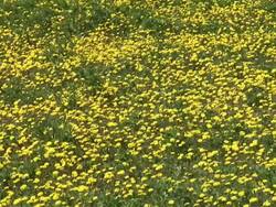 HD: Spring flowers Stock Footage