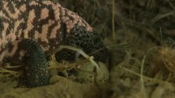 A Gila monster steals eggs from a nest. Stock Footage