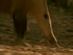 CU Aardvark's (Orycteropus afer) legs walking across sandy soil, walks, sniffing around ground Stock Footage