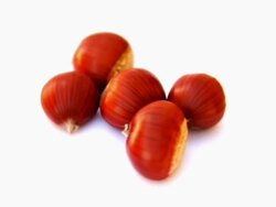 NTSC: Rotating Chestnut Stock Footage