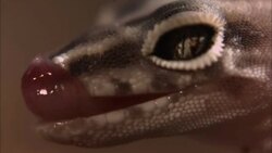 A gecko licks its face. Stock Footage