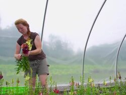 MS SLO MO PAN Shot of Young woman picks flowers in green/hoop house at organic farm / Chatham, Michigan, United States Stock Footage
