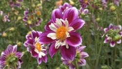 Consumer Instructional Video