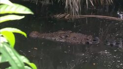 A crocodile lurks in a swamp. Stock Footage
