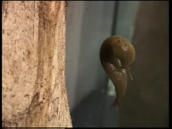 New Orleans insects attract crowds and, of course, children News Clip