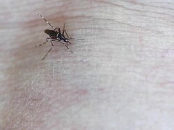 Tiger mosquito (Aedes albopictus) bitting Stock Footage