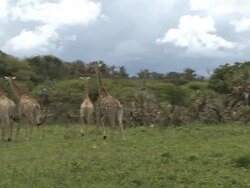 South africa Giraffe Stock Footage
