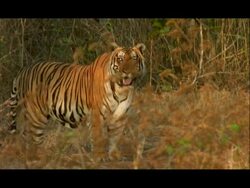 Tiger (Panthera tigris) stands watching, turns and walks away, Nagarahole, Southern India Stock Footage